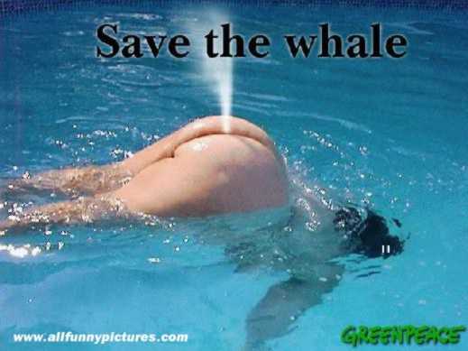 Save the Whale's!!!!!