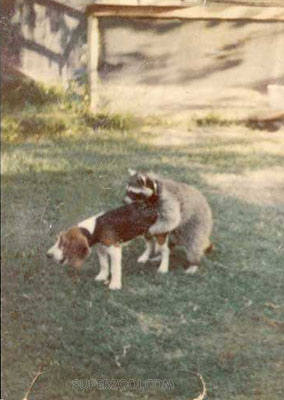 BAD DOG!